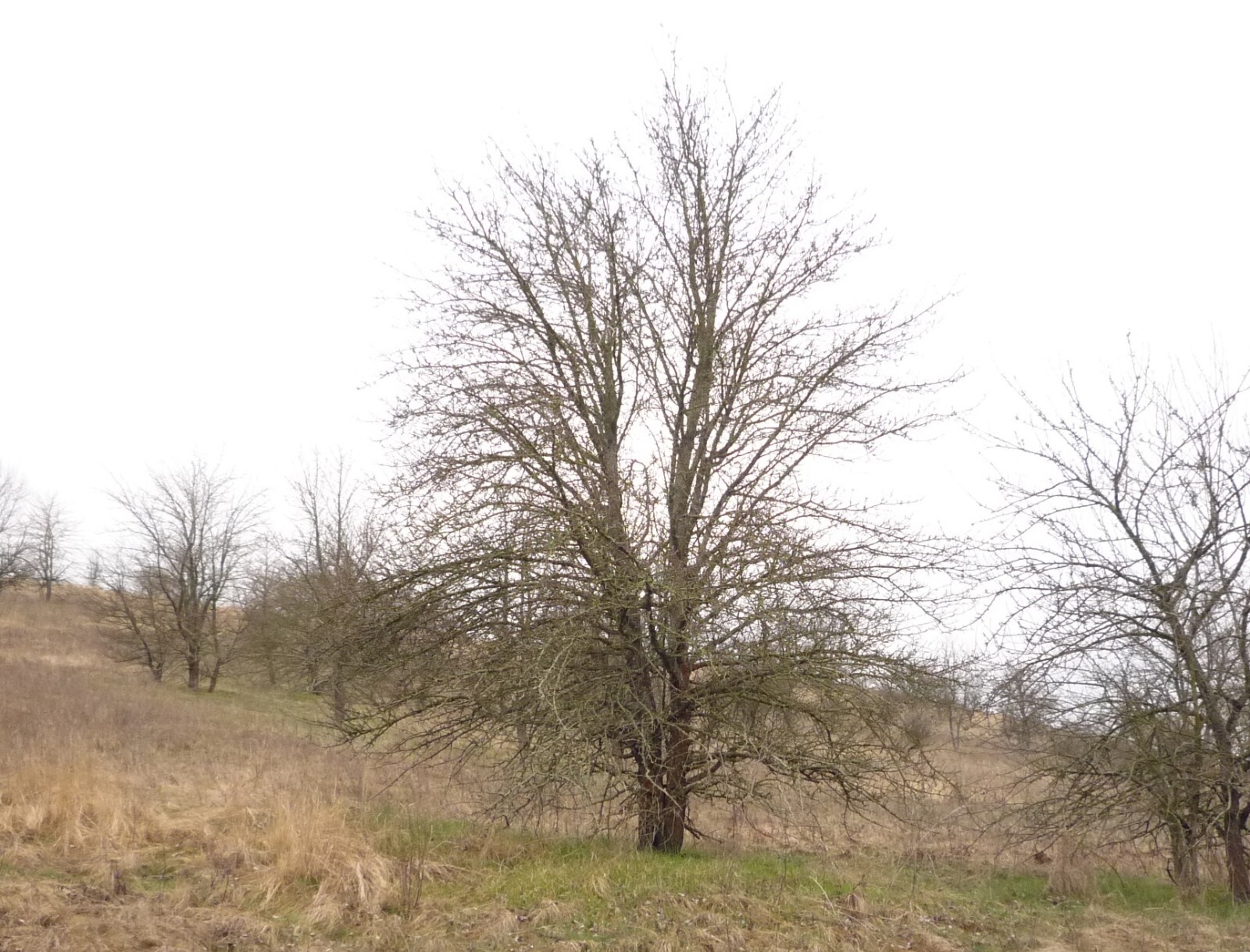 European Pear | Premium Seeds | Pyrus communis ‘Fruit’ | Plants’®