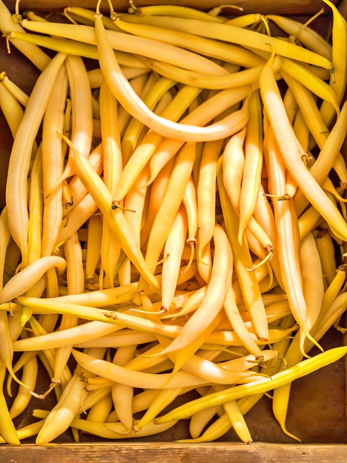 Cherokee Wax Beans Box Garden Seeds Heirloom Bush Yellow Pods High Yield