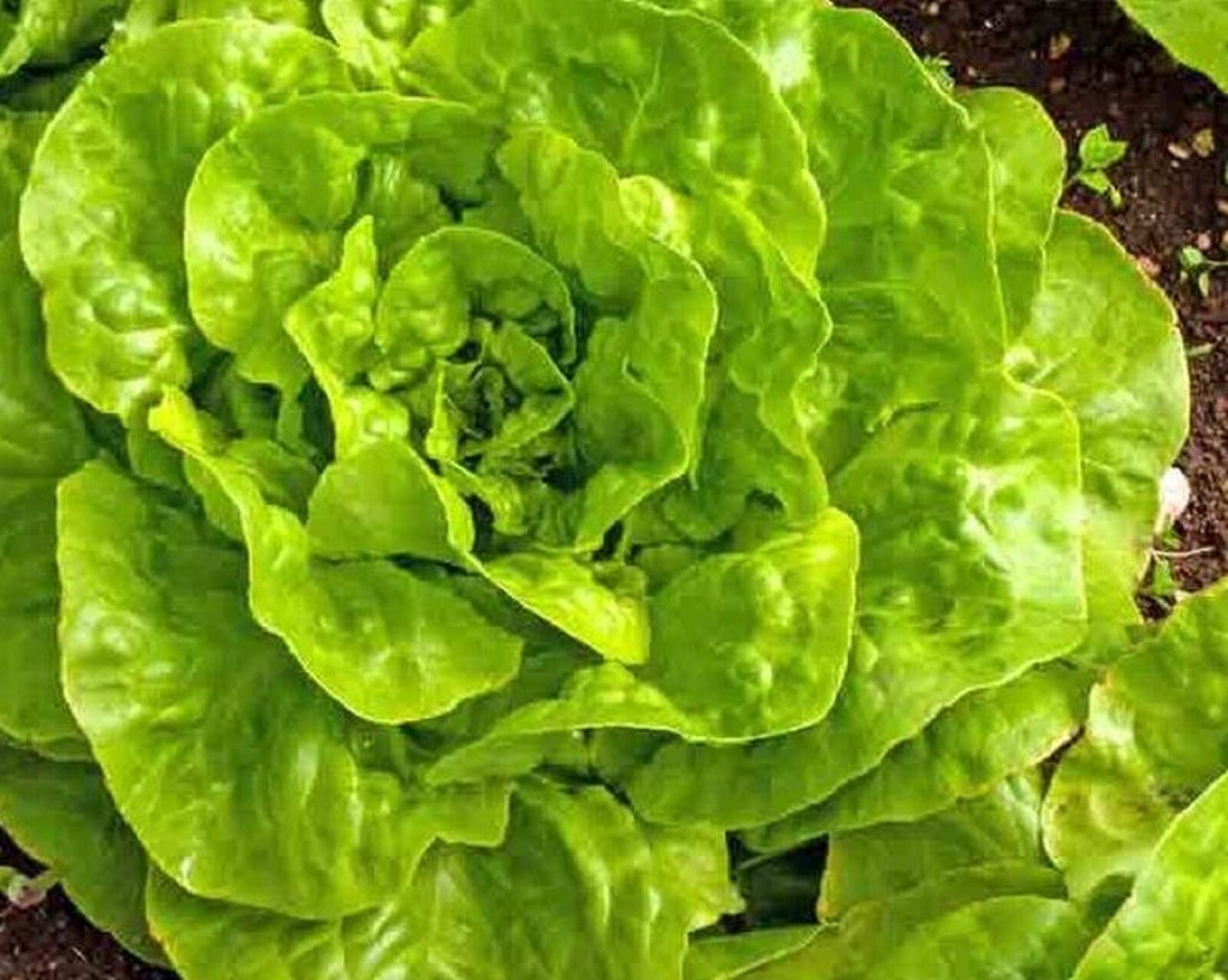 Buttercrunch Lettuce Seeds 500+ SEEDS NON-GMO –BUY 4 ITEMS FREE SHIPPING