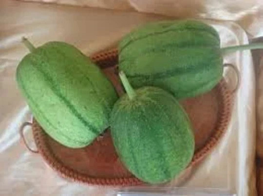 15 Taiwan APPLE LUFFA Hybrid Seeds 蘋果絲瓜 Very Sweet Can Be Eaten Raw. 2025 Seeds.