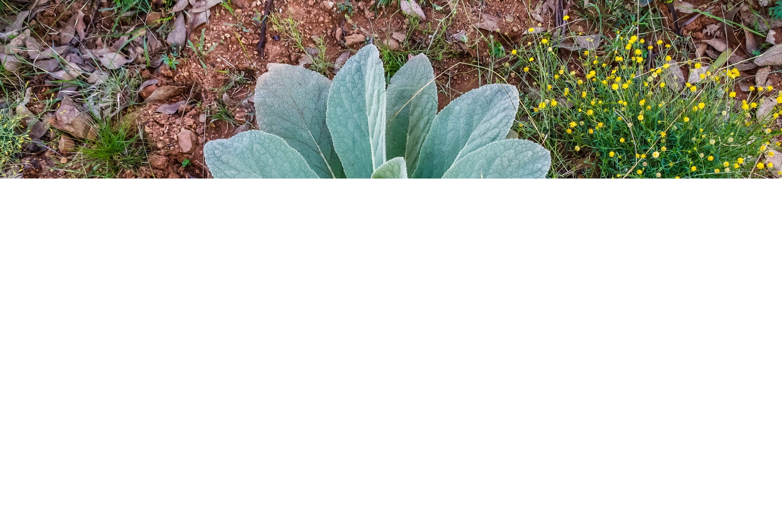 150 YELLOW VERBASCUM Thapsus Common Mullein Flower Herb Seeds *Flat S/H