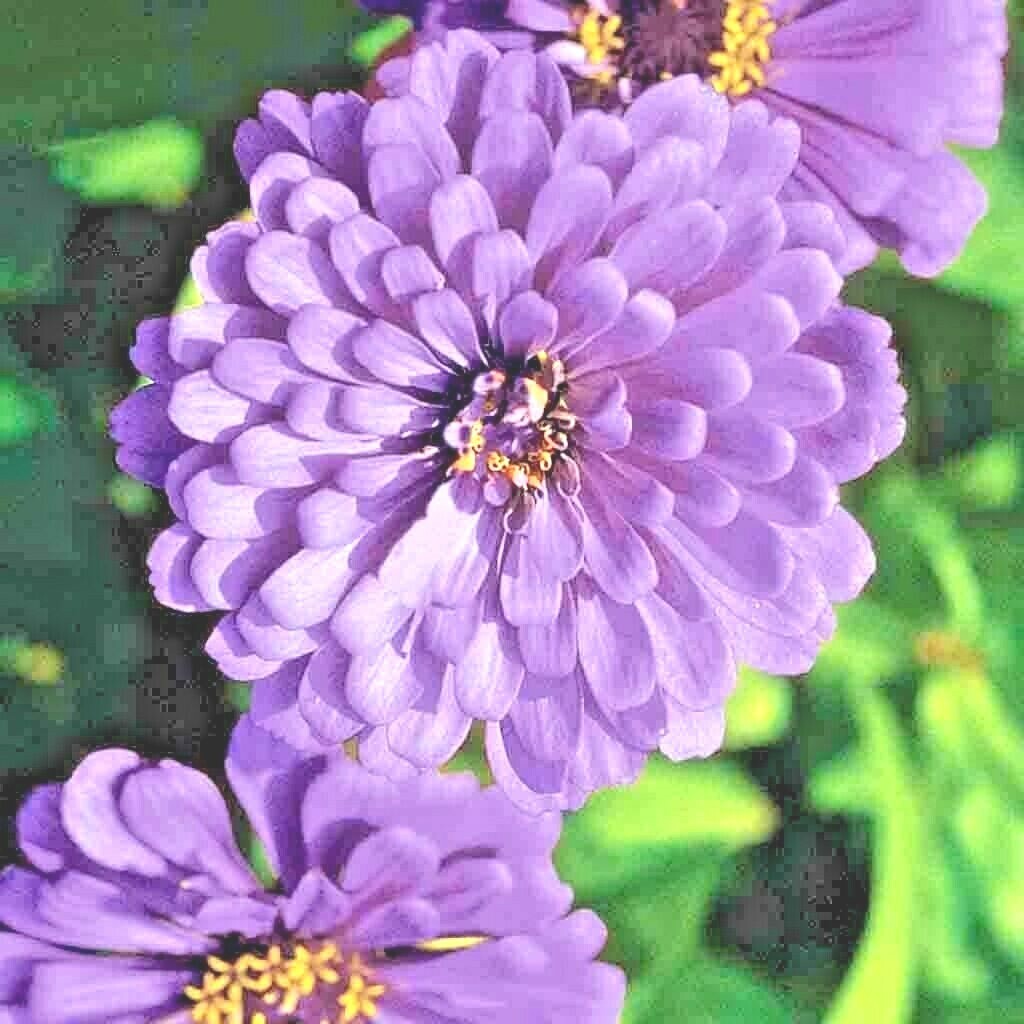 300+LAVENDER ZINNIA Seeds Summer Garden Flowering Annual Cut Flowers Fast Easy