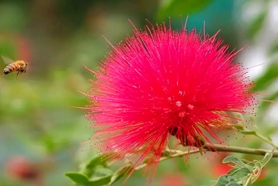 100 Mimosa Silk Tree Seeds Albizia Julibrissin Persian Silk Tree Red Blooms