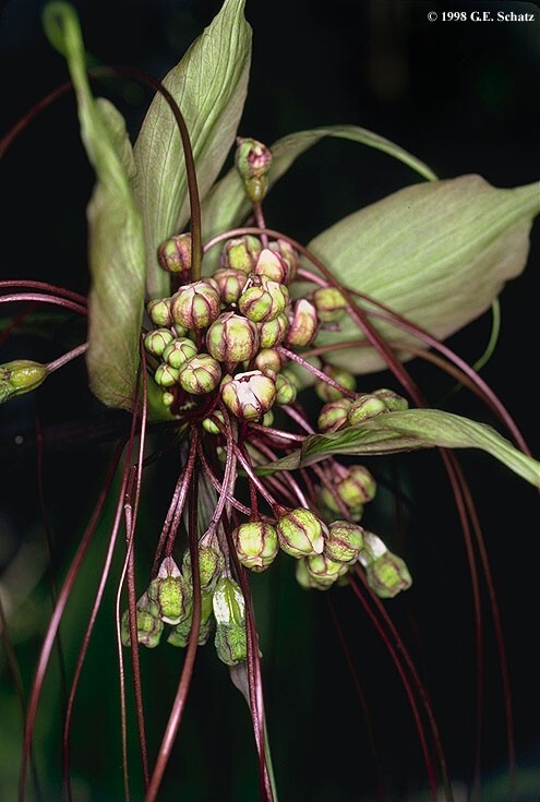 Tacca leontopetaloides 10 seeds