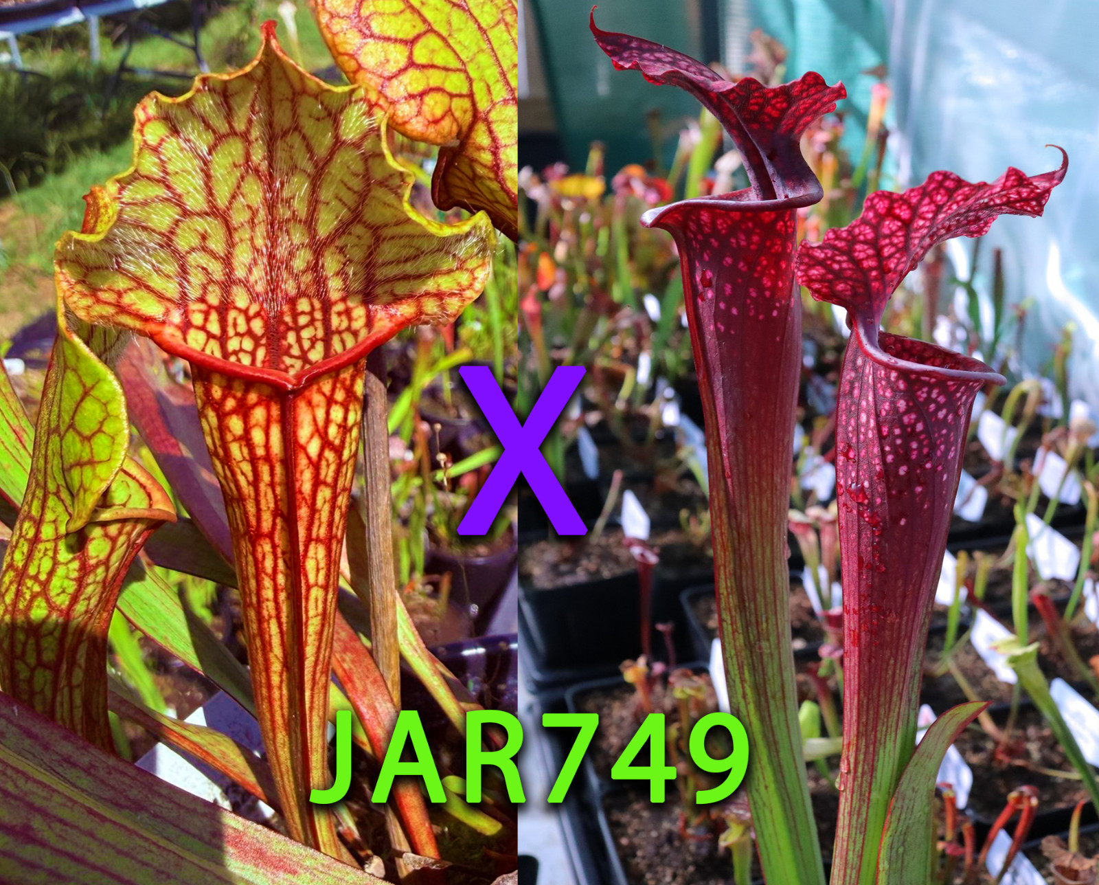 Sarracenia Seeds – JAR749 Candleberry x (Purple Lips x Ornata)