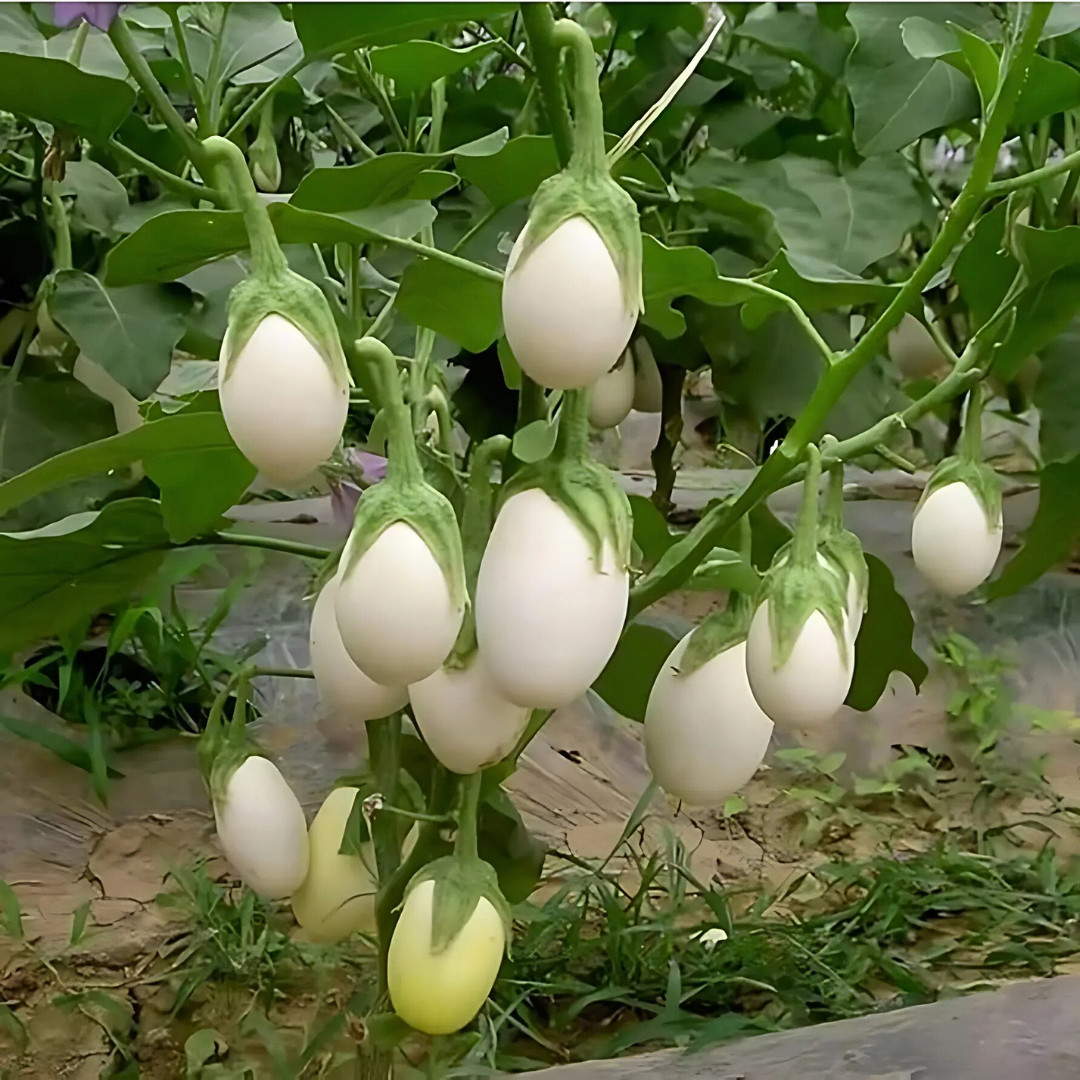 Fresh Japanese White Egg Eggplant Seeds | Heirloom Non-GMO | Asian Vegetables