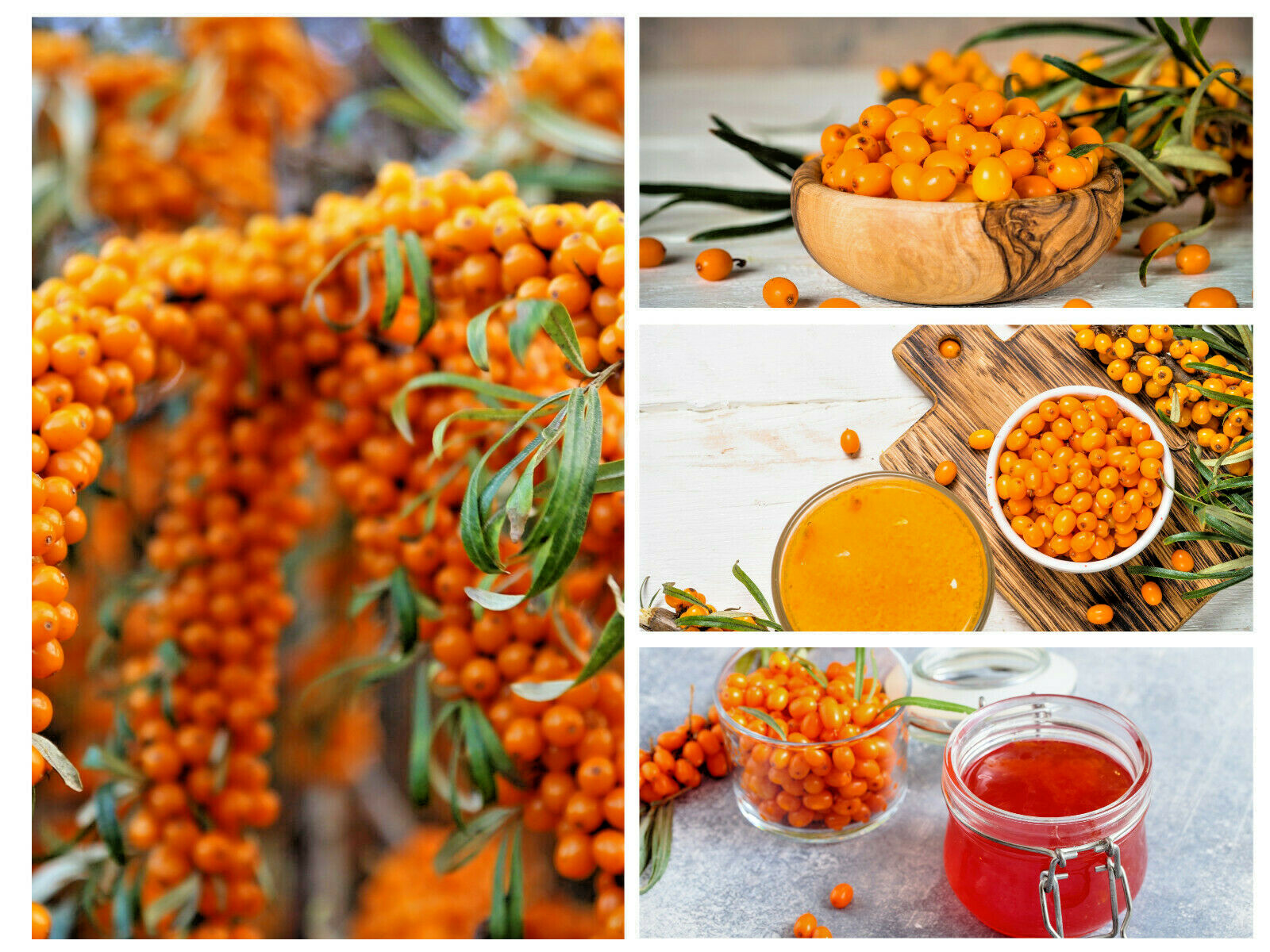 50+ Seaberry Seeds – Sea Buckthorn | Edible Medicinal Berry Fruit Tree Free Ship