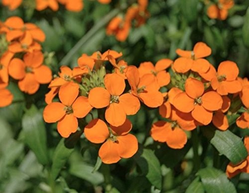 Siberian Wallflower Seeds (Cheiranthus allionii) –400+ Heirloom Non-GMO Seeds