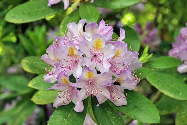 Rhodendrum carolinianum | Carolina Rhododendron | 50 Seeds