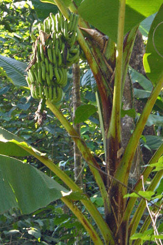 Musa argentii | 5 Seeds