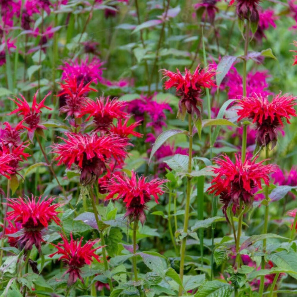 Bee Balm Mixed Seeds (Monarda fistulosa) ~Native Wildflower Pollinator Garden