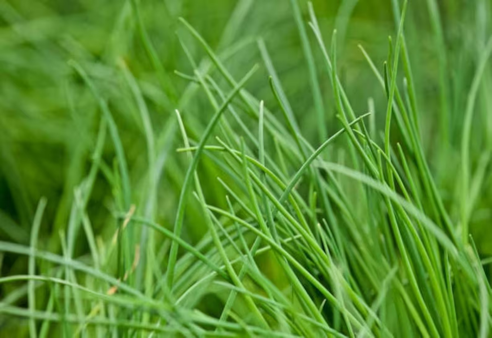 400 Onion Chives Plant Seeds -Our Plants Use Organic Soil and Organic Amendment.