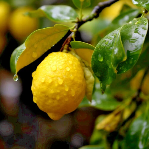 Yuzu Ichandrin Hardy Lemon Citrus 2-3 ft tall, grafted, Not for Ca, Az, Fl, La