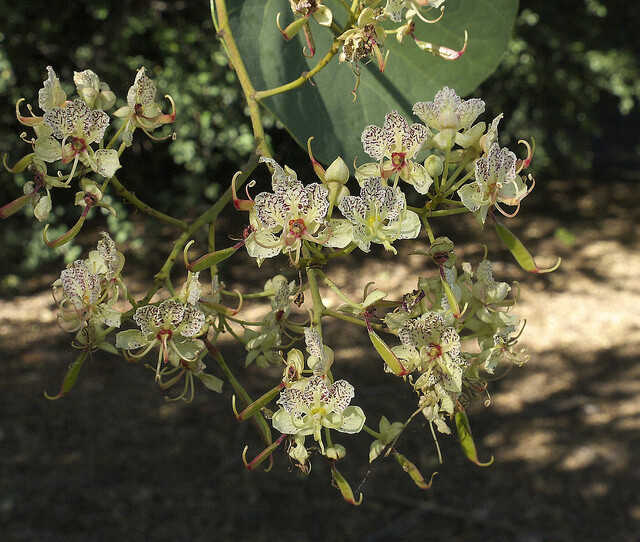 Bauhinia Semla Orchid Tree, B. Retusa, B. Roxburghiana 50 Seeds, USA