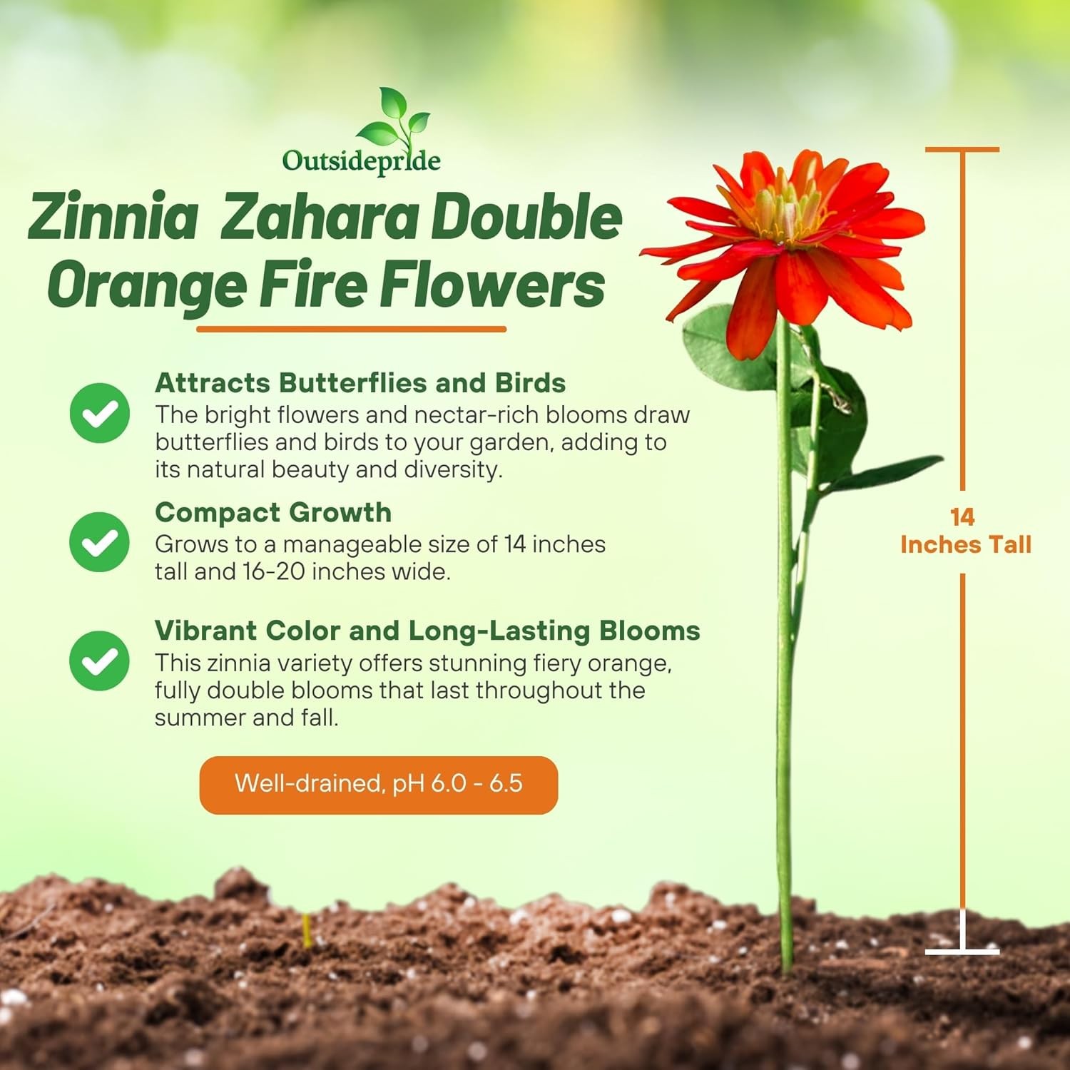 100 Seeds Zinnia Zahara Double Fire Flower Seeds AAS Winner
