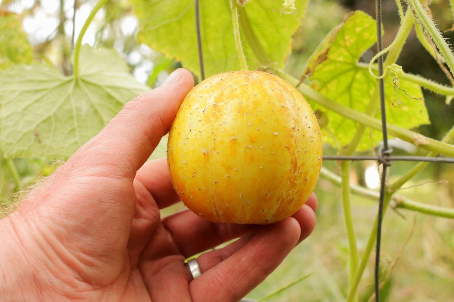 10 Puerto Rican Grown Lemon Cucumber Seeds NON GMO ORGANIC