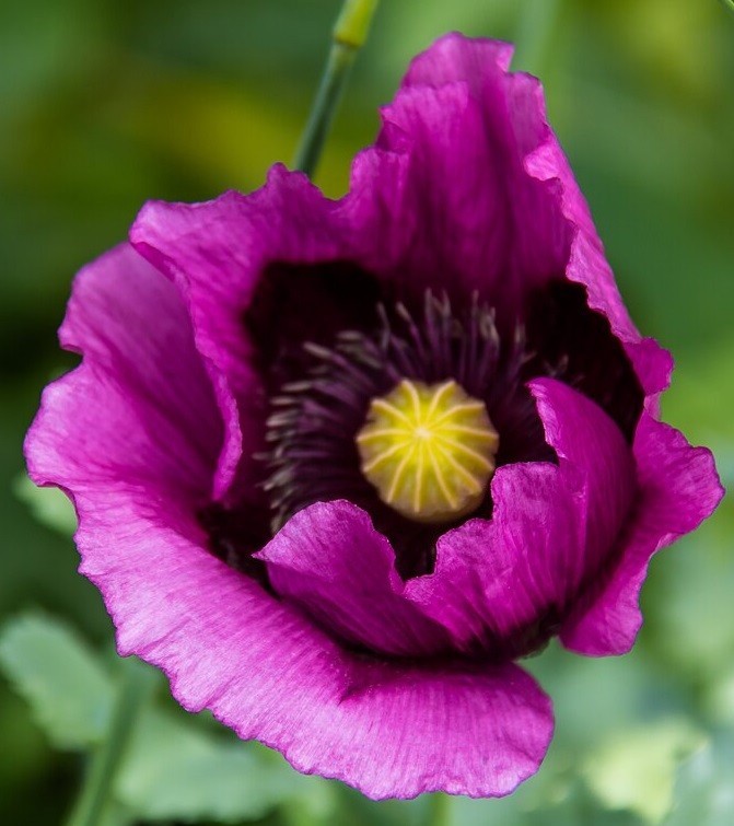 Imported Hungarian Poppy Garden Pack Over 10,000 Seeds 80+ Square Feet Coverage