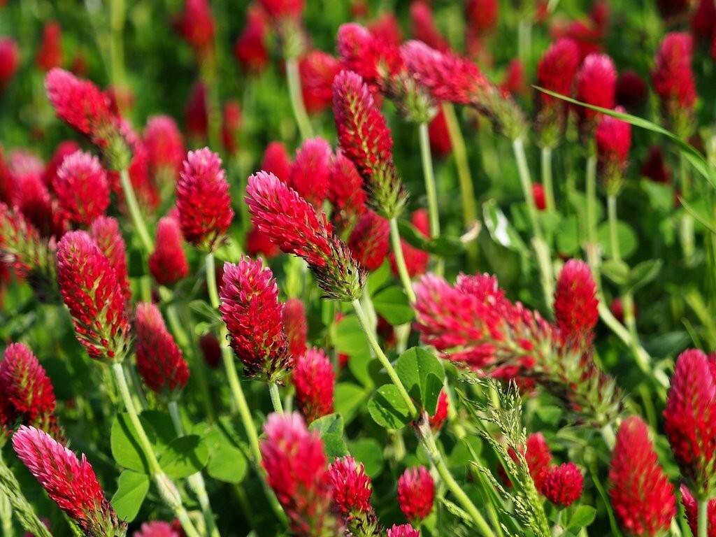 Crimson Clover Seeds 250+ Red Flower Trifolium Incarnatum USA FREE S&H ANNUAL