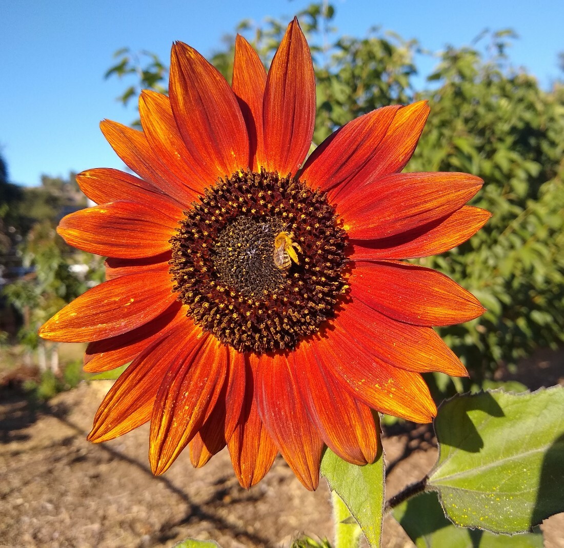 105+ Velvet Queen SunFlower Seeds Non-GMO Easily Grows Every-Where~FREE SHIPPING