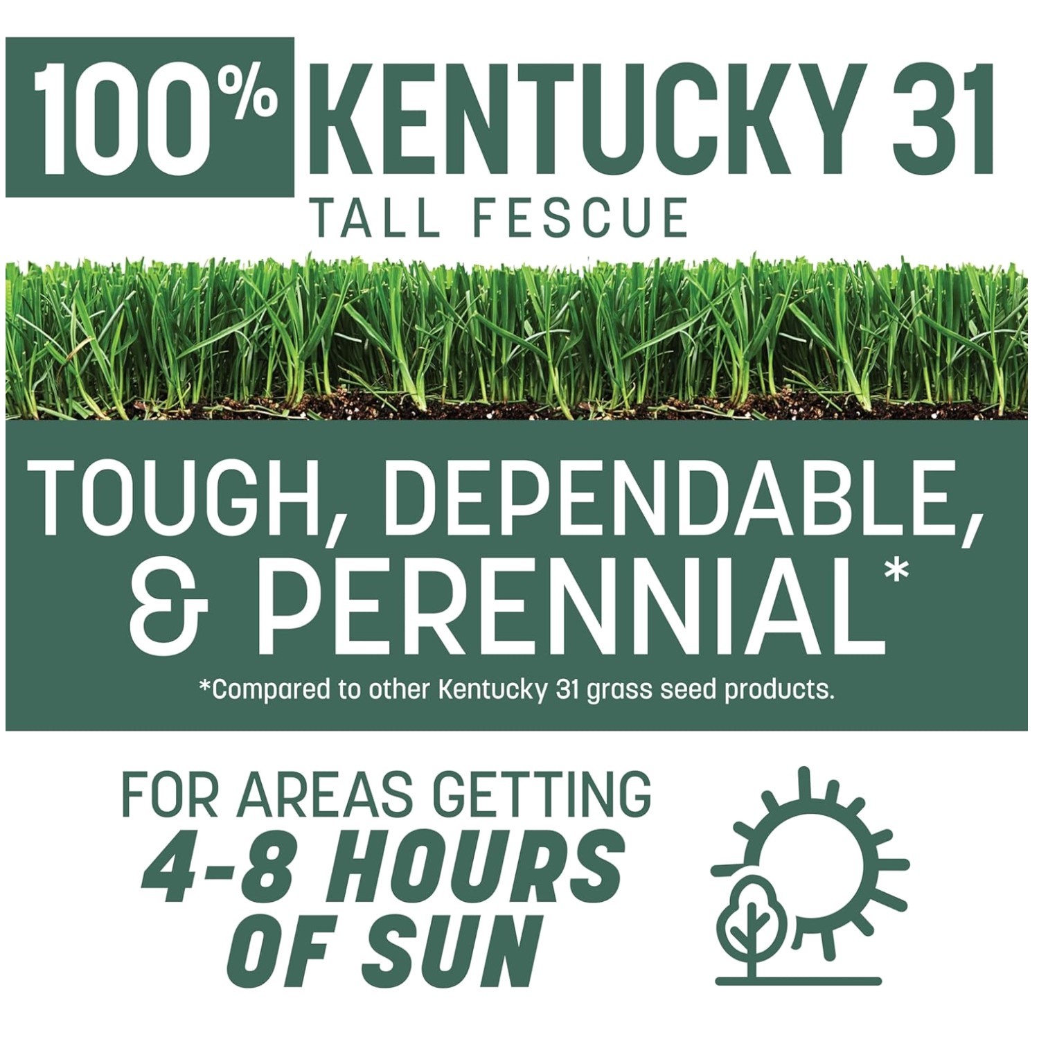 Kentucky 31 Fescue Grass Seed – Durable Turf for Your Lawn