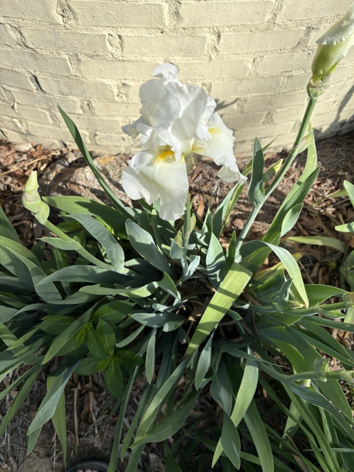 White Iris Bulbs, 5 Tall, Freshly Dug And Healthy