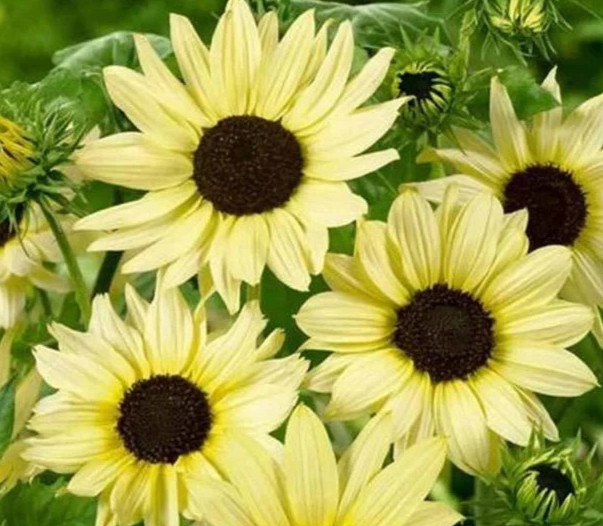 50 Italian White Sunflower Non-GMO