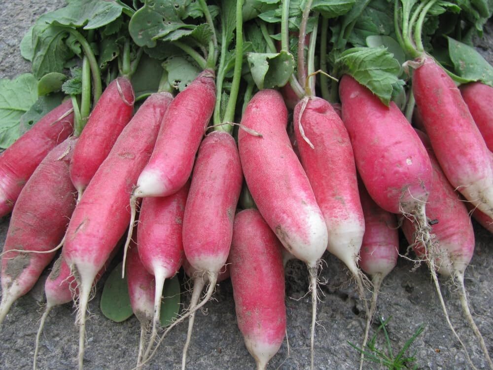 Radish China Rose Sprouting Microgreen Great Heirloom Vegetable 500 Seeds