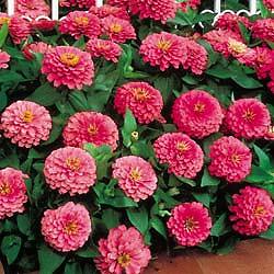 Zinnia Benary Giant Bright Pink 250 seeds