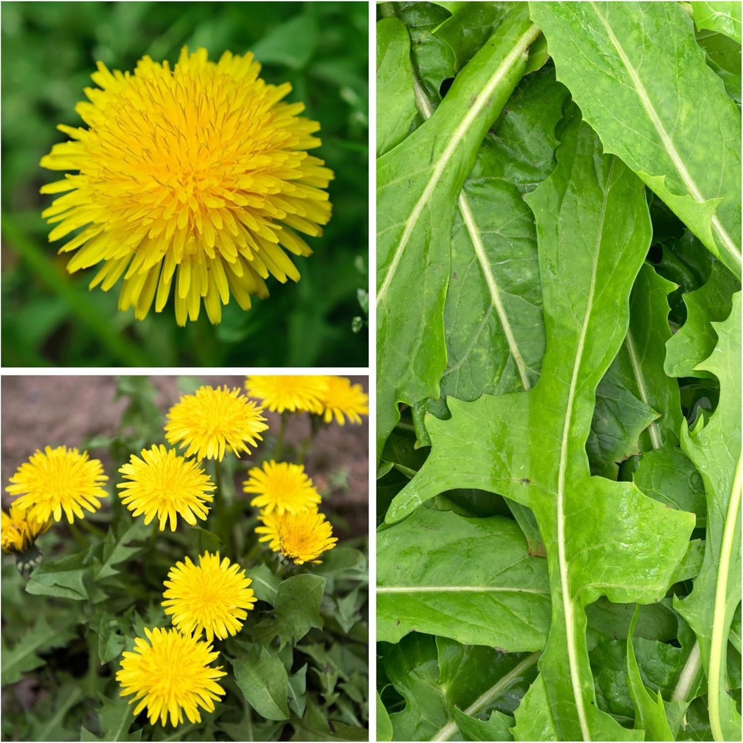 Seed Needs 10,000+ Common Dandelion Herb Seeds for Planting – Non-GMO, Heirloom
