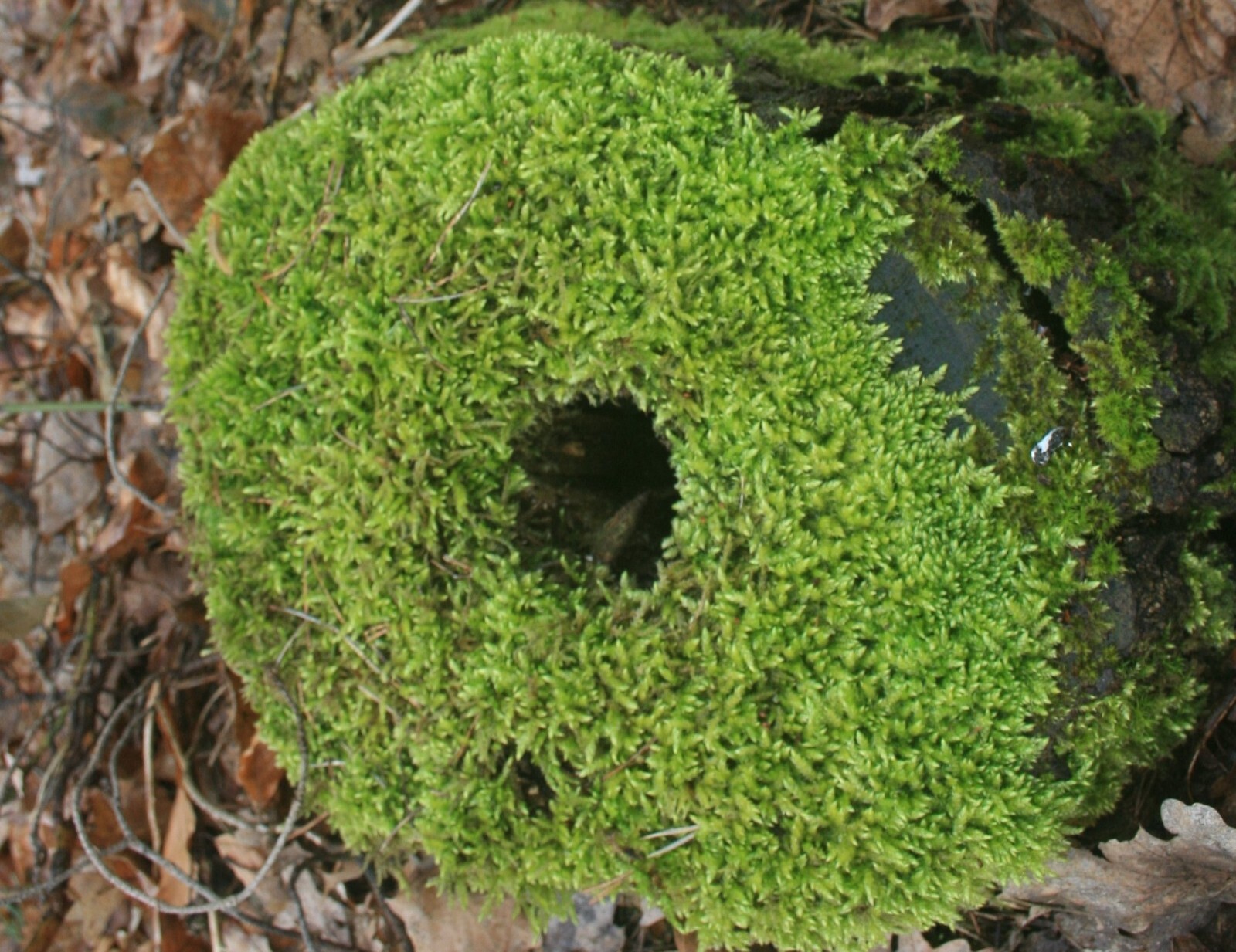 Irish Moss 300 Pelleted Seeds Sagina Subulata