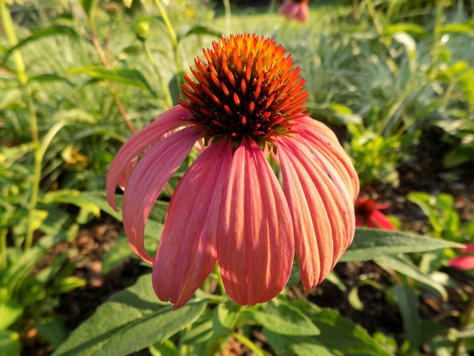 100+ Red/Purple Coneflower (Echinacea purpurea) NON-GMO/ORGANIC Seeds. US SELLER