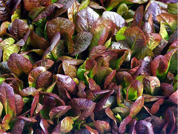 CIMMARON ROMAINE LETTUCE SEEDS * 200 PKT.* HEIRLOOM * CHARMING DEEP RED COLOR *