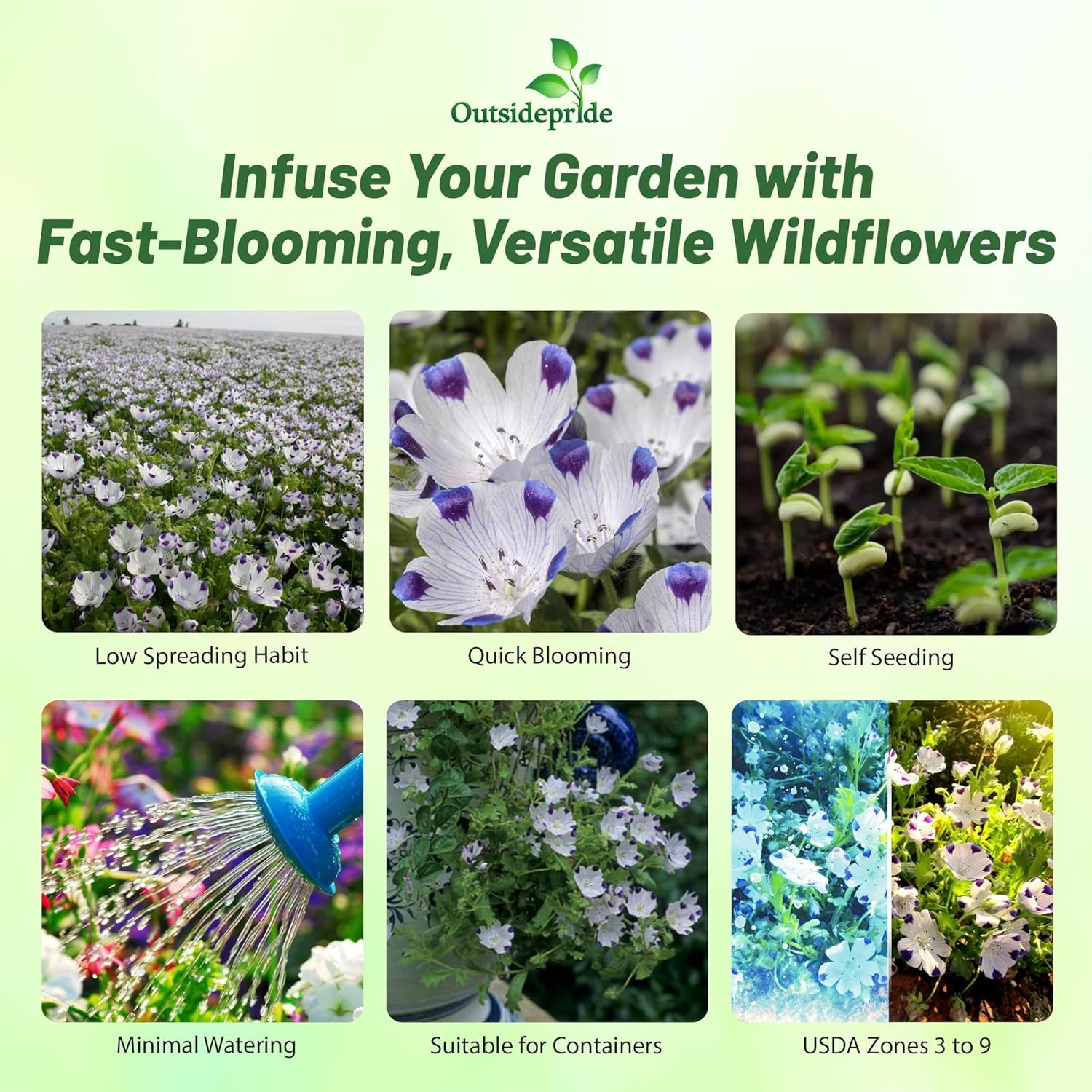 1 LB Five Spot Seeds – Nemophila Maculata Wildflower Seed