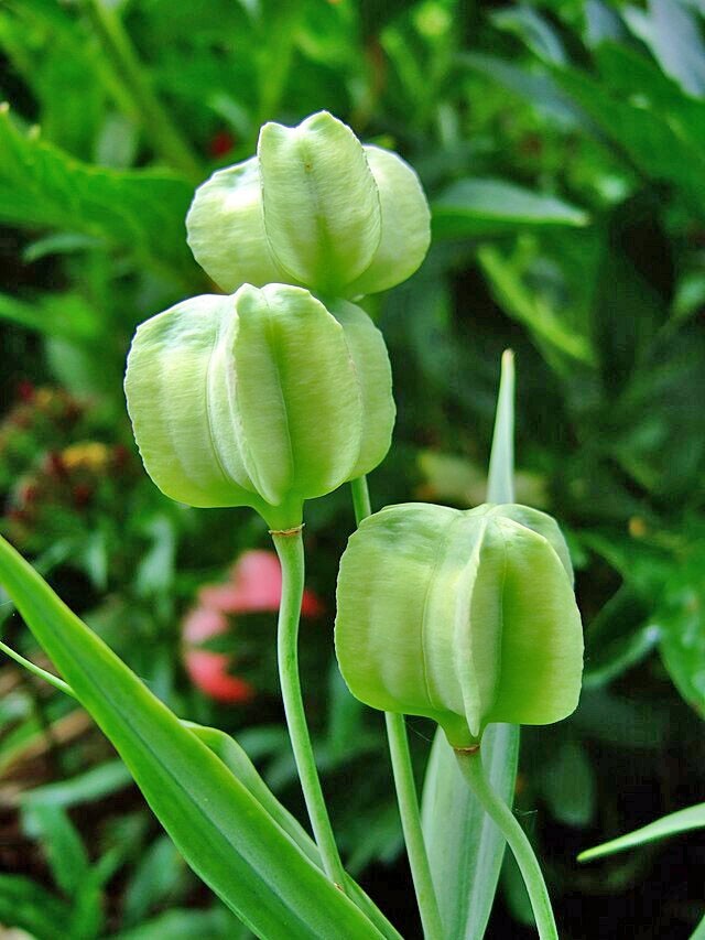 Fritillaria pallidiflora | Siberian Fritillary | 10 Seeds