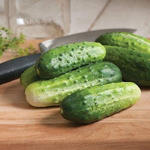 H-19 Organic Little Leaf Cucumber Seeds (80 Seed Pack)