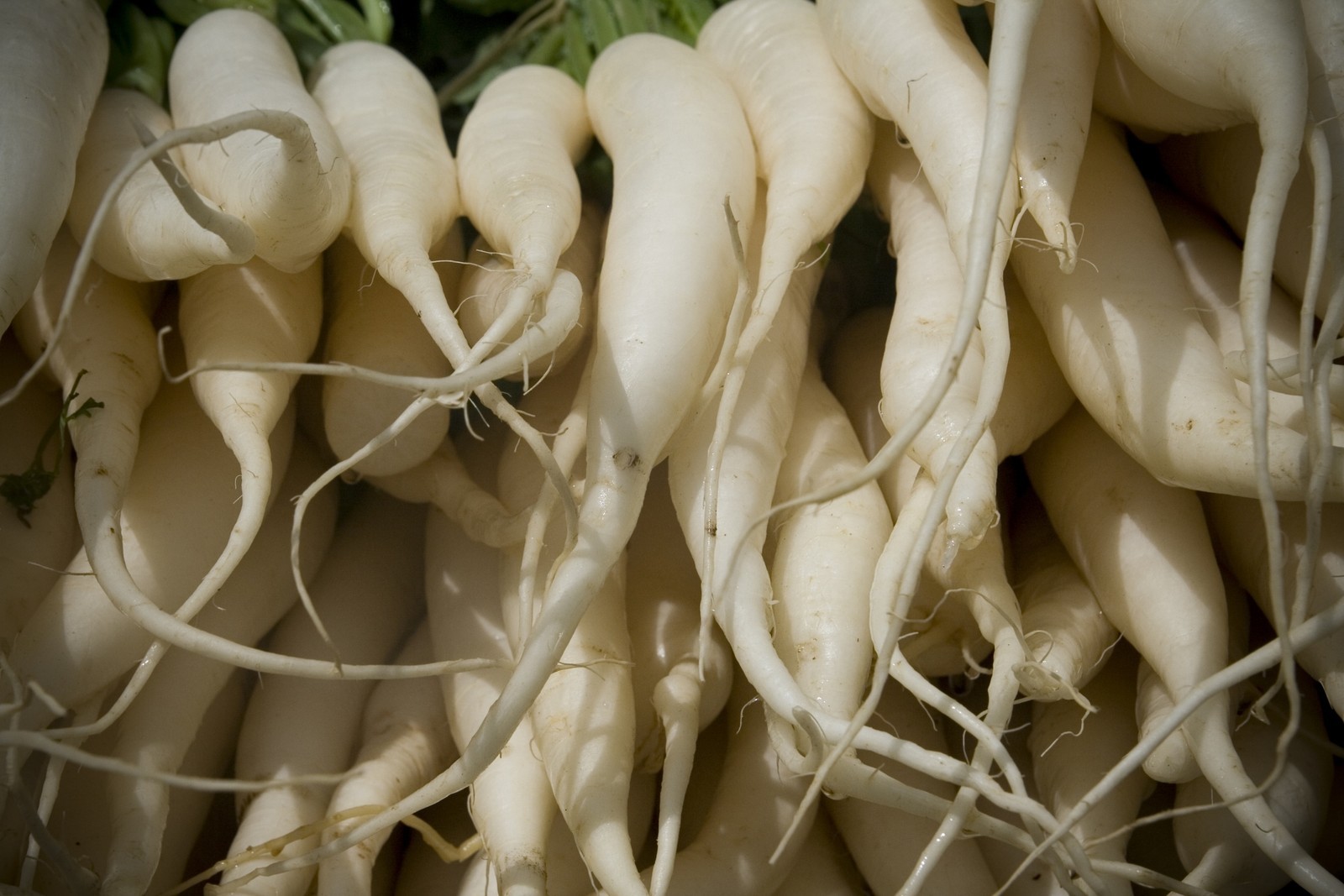 Carrot Seeds- Snow White- 200+ Seeds $1.69 Max Shipping per Order