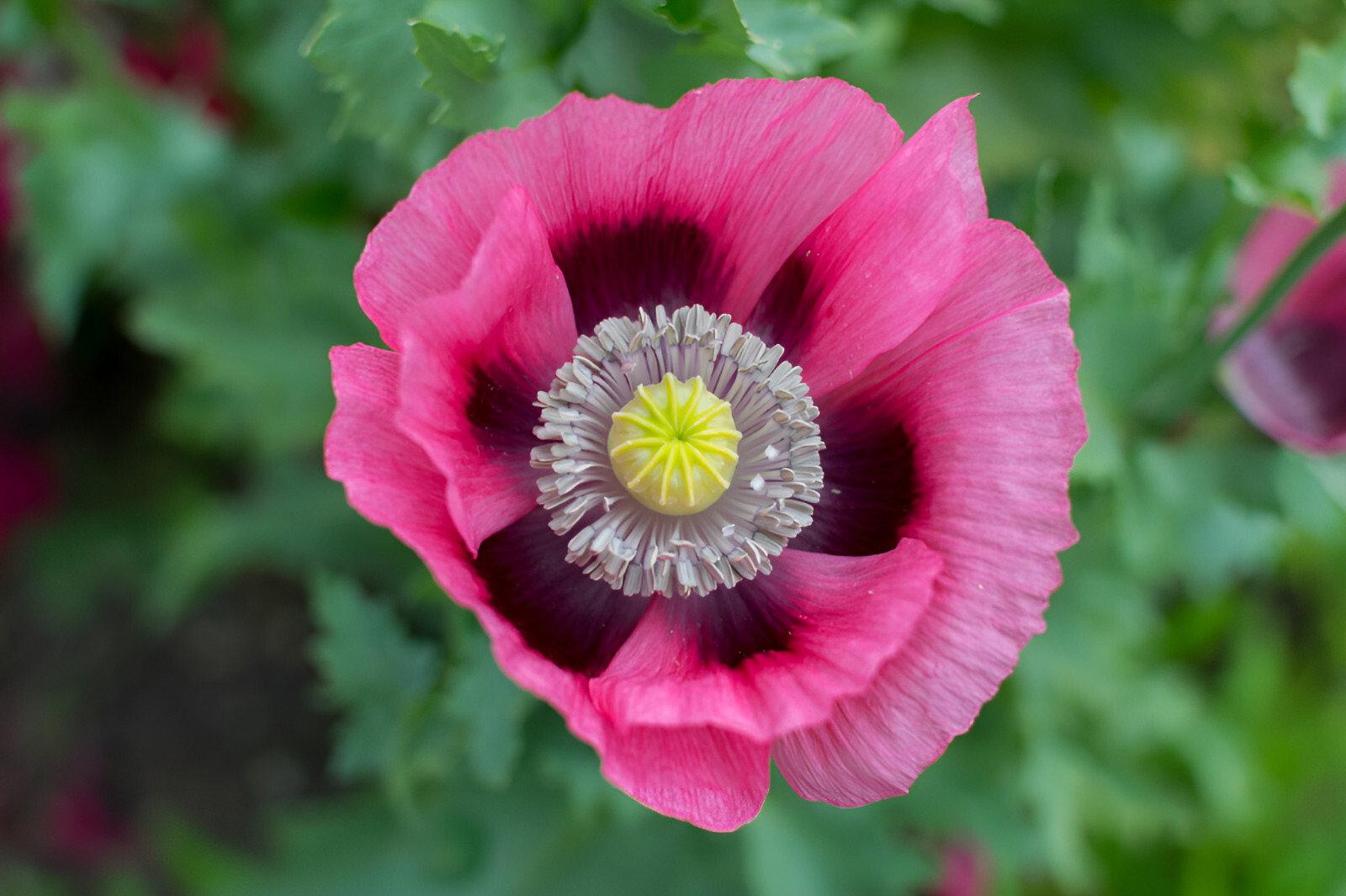 1,500 Rare Pink Dawn Poppy Seeds – P. Somniferum Giant Bubblegum Pink Poppy