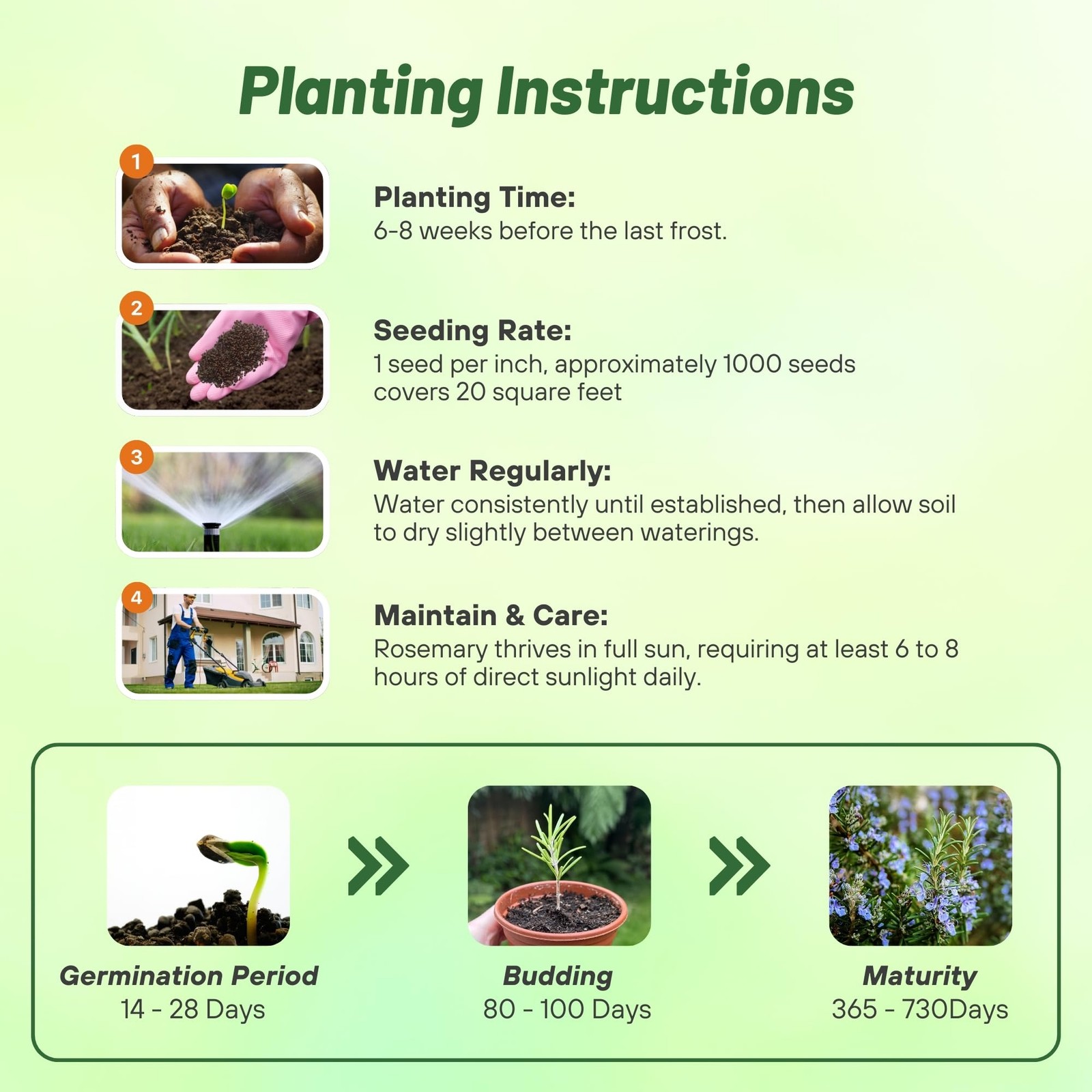 2000 Seeds Rosemary Seed For Planting – Rosemarinus Officinalis Herb Garden
