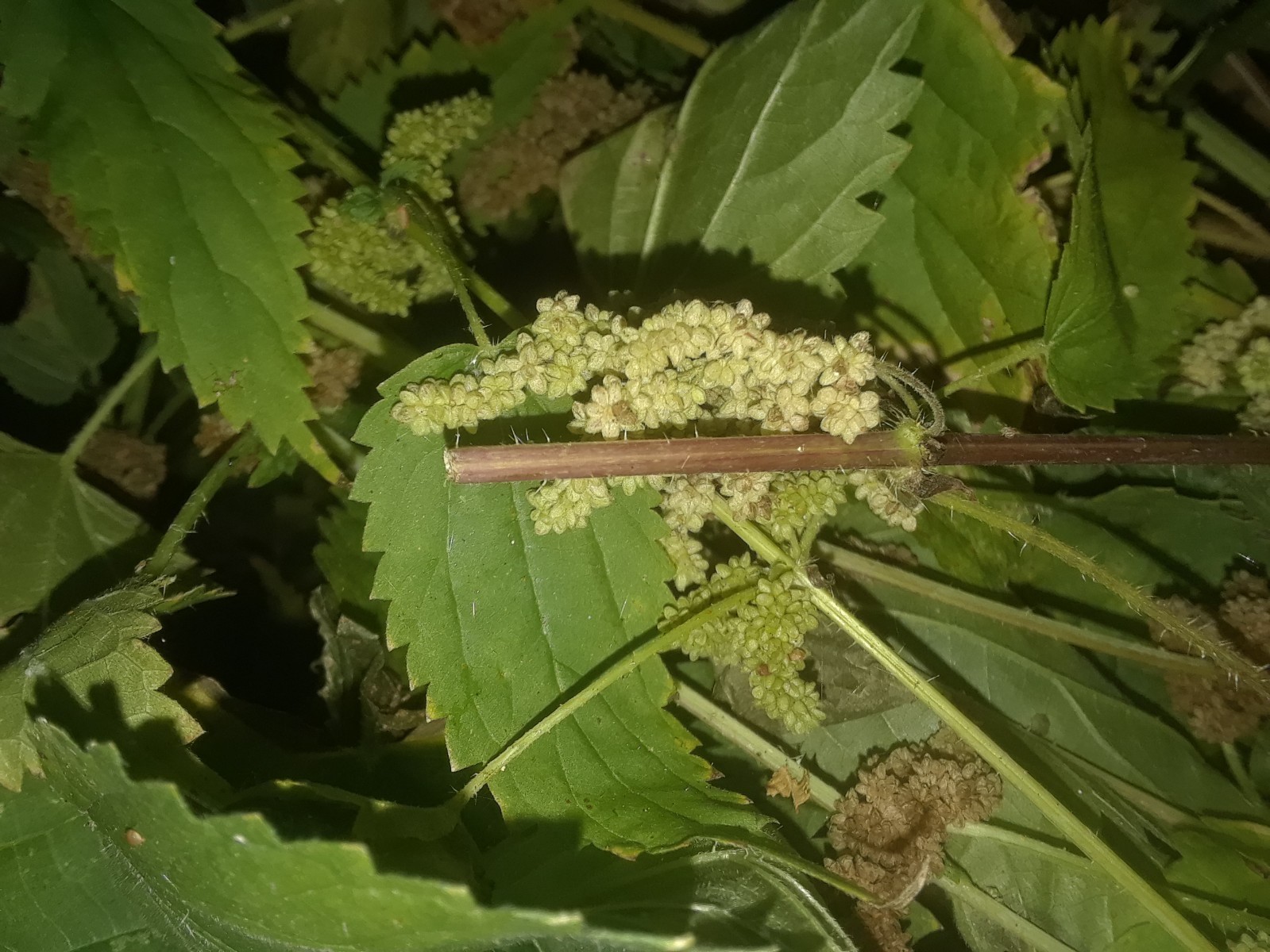 1 cup of dried Stinging Nettle Seeds (Urtica Dioica) 1.2 OZ (USA SELLER)