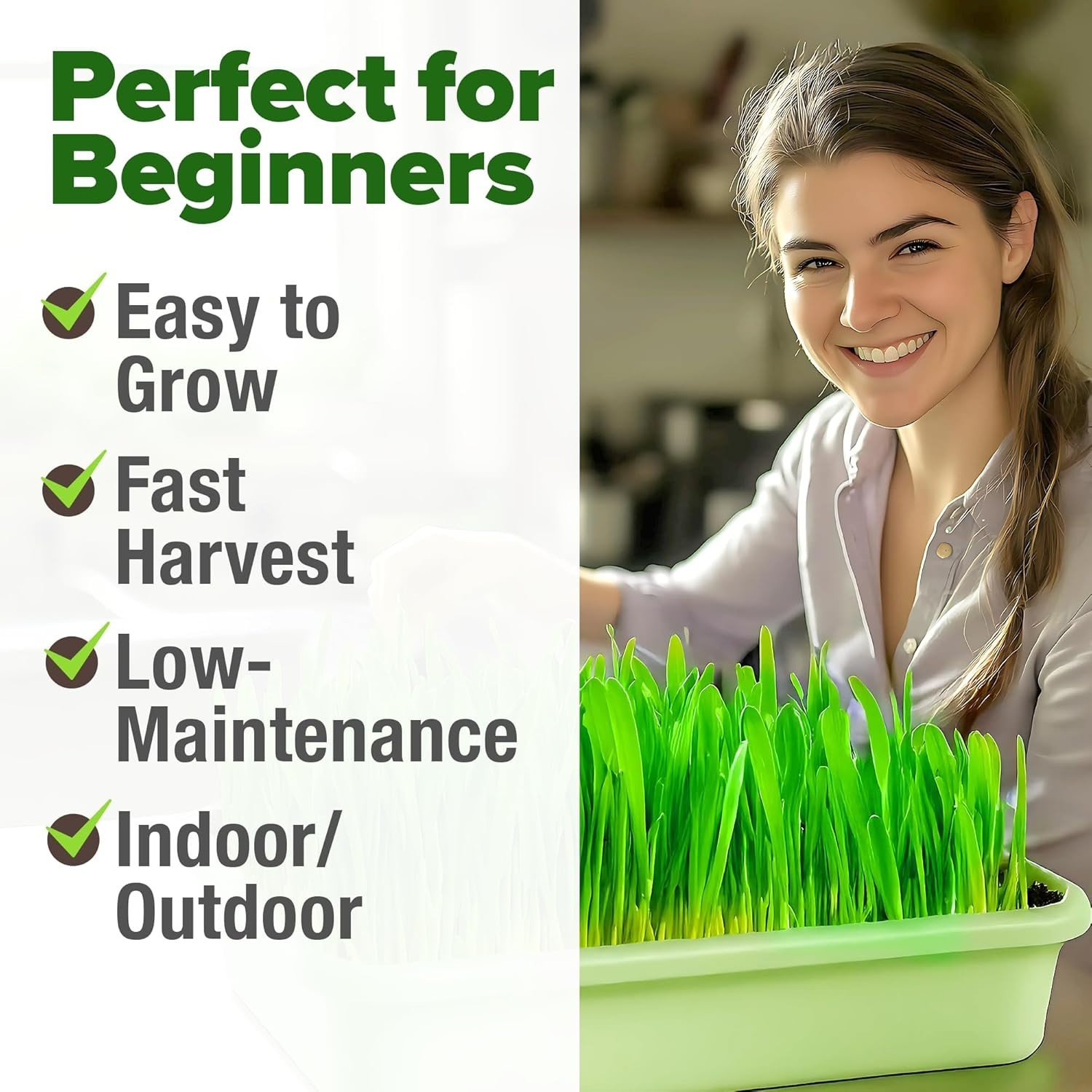 Bulk Hard Red Winter Wheatgrass Seeds – Unmatched Nutritional Superfood For Home