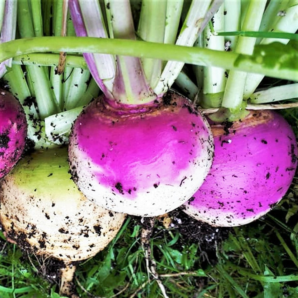 Purple Top Turnip Seeds |American White Rutabaga Cover Crop Vegetable Seed 2024