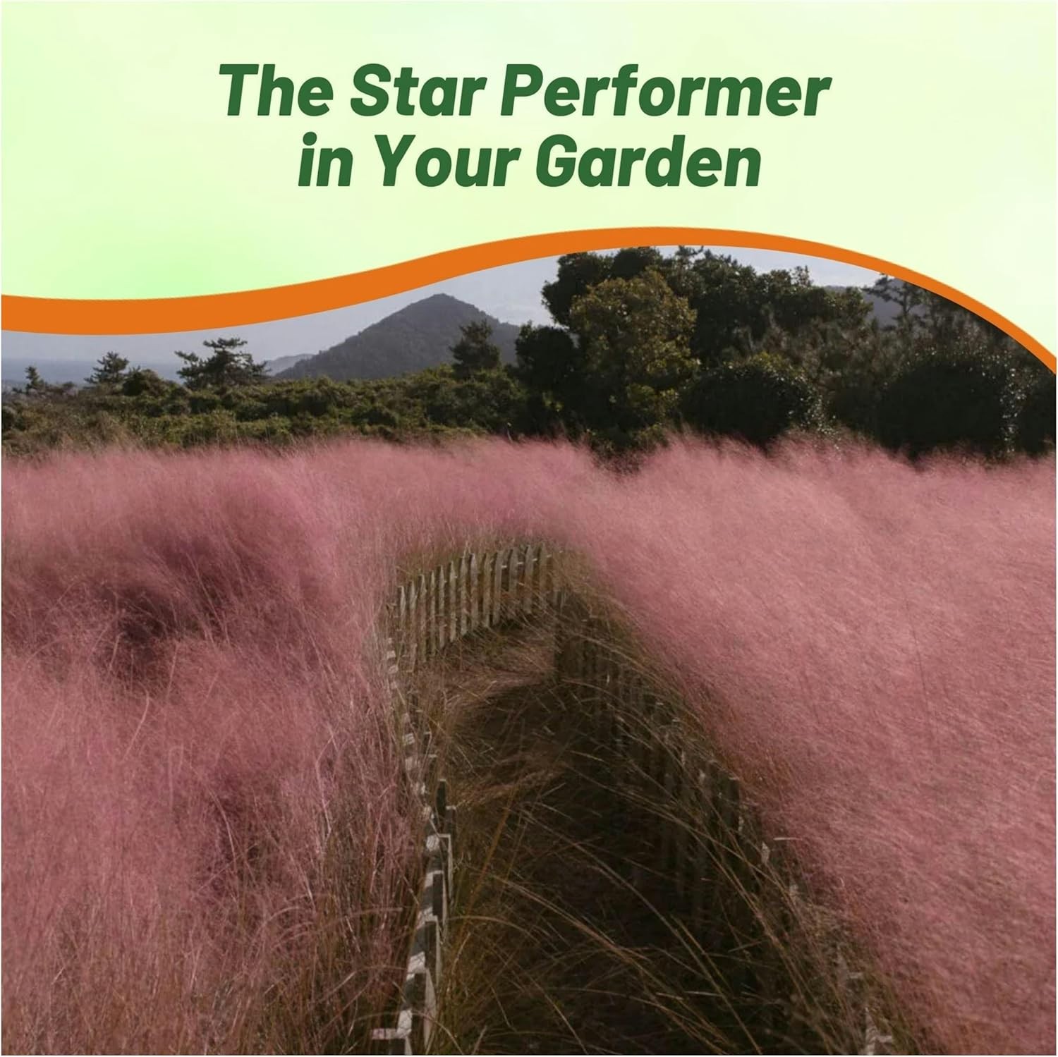 50 Seeds Pink Muhly Drought Tolerant Xeriscape Ornamental Grass Plant Seed