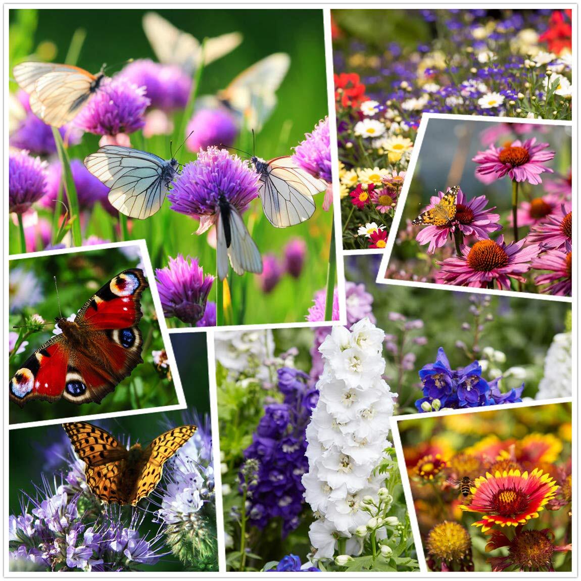 Wildflower Seeds 2 Ounces 50000+ Perennial Annual Mixed Seeds for Planting
