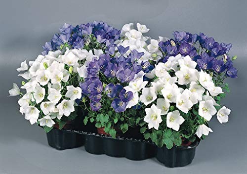 Tussock Bellflower Seed Mix Blue and White 1000 Seeds for Planting Campanula