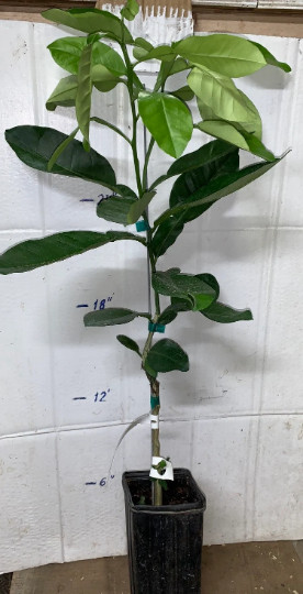 California only!! Page Mandarin Tree 24-36″ tall, Grafted plant