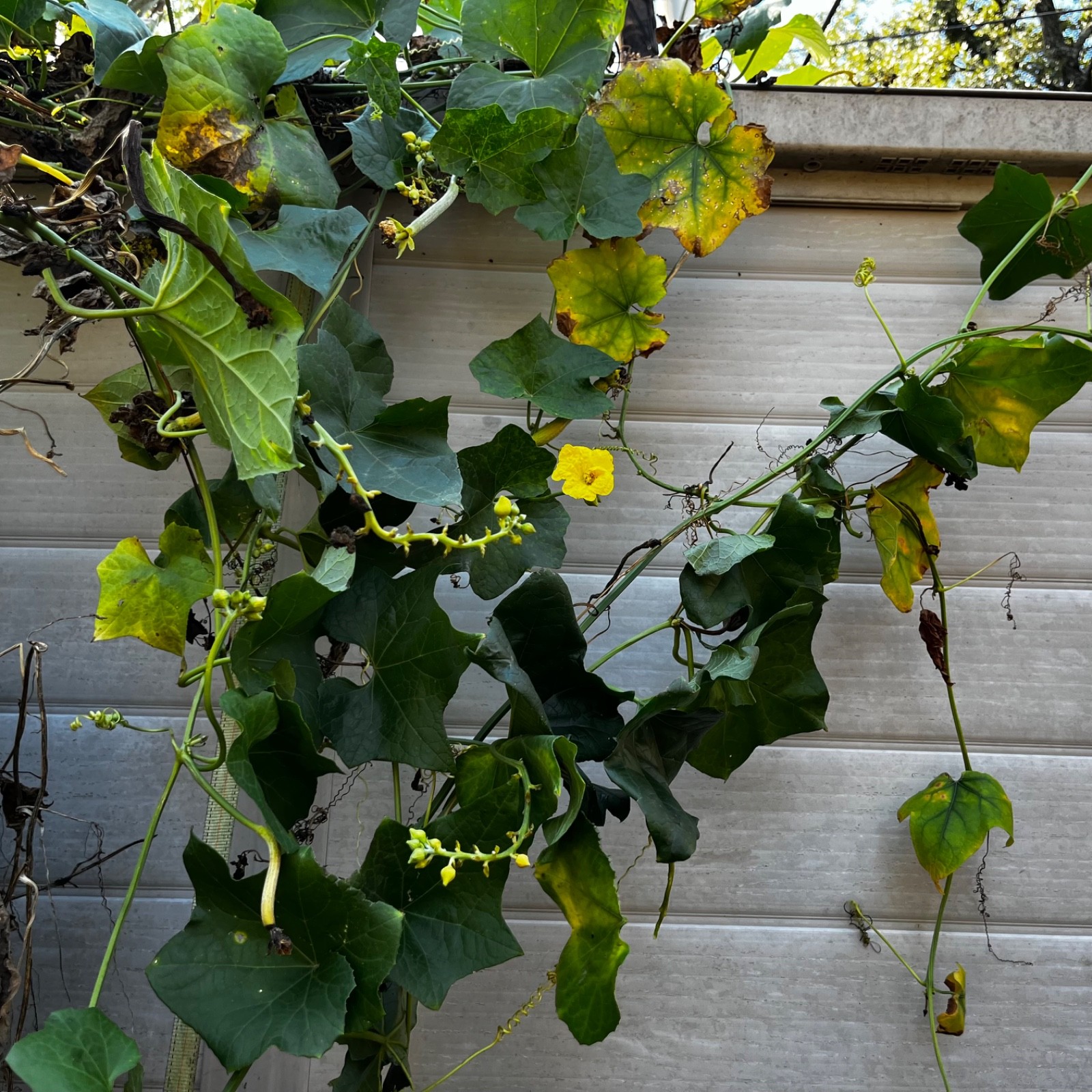 50 seeds – Long Luffa Loofah Gourd Sponge Seeds Non-GMO