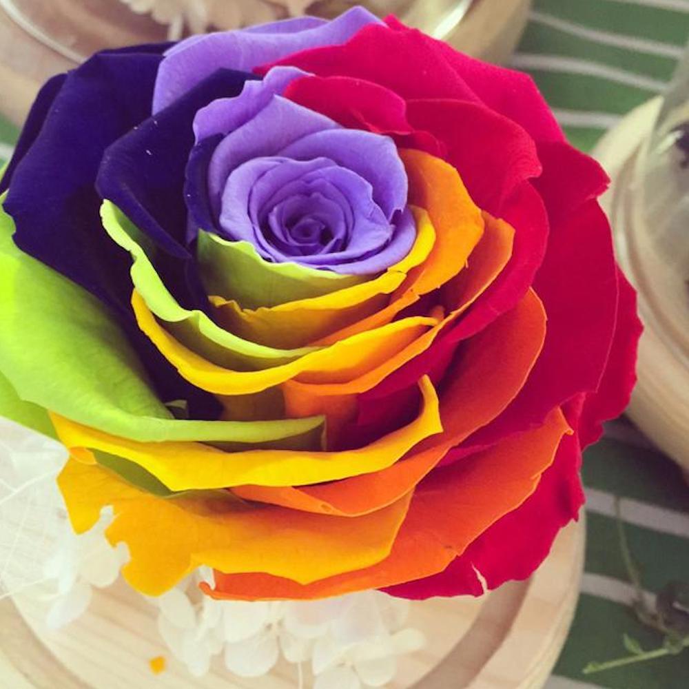 25pc RAINBOW ROSE SEEDS Garden Plant Flower rare exotic USA seller FREE shipping