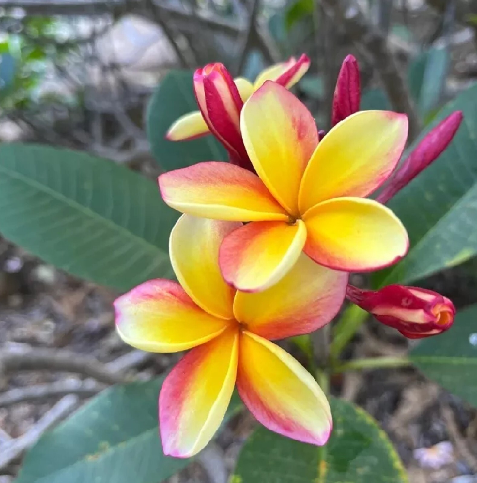 5 Light Pink Yellow Plumeria Seeds Perennial Flowers Seed Frangipani US SELLER