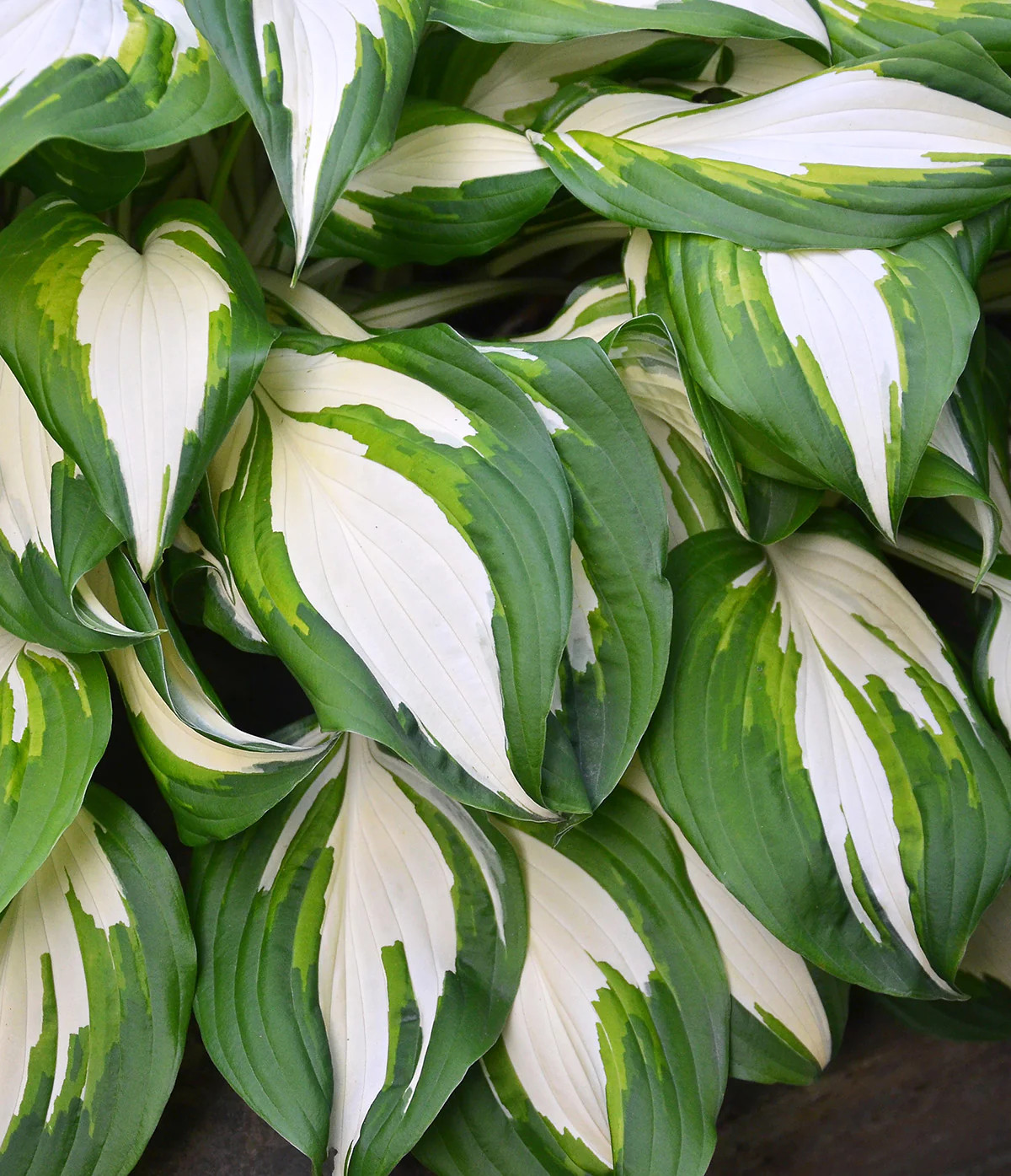 Vulcan Standard Hosta – 3 root divisions