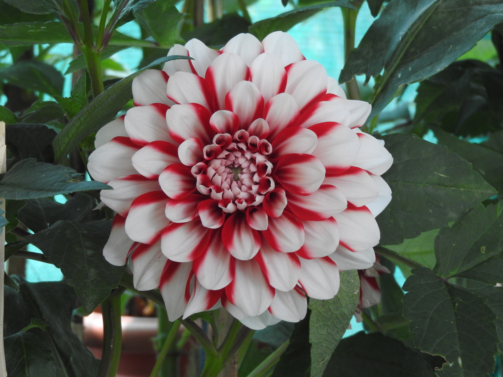 50 RED AND WHITE DAHLIA Seeds (Dahlia variabilis) | NON-GMO | Free shipping